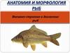 Анатомия и морфология рыб