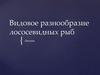 Видовое разнообразие лососевидных рыб