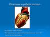 Строение и работа сердца