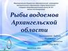 Рыбы водоемов Архангельской области