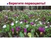 Берегите первоцветы