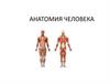 Анатомия человека