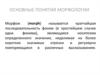 Основные понятия морфологии