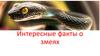 Интересные факты о змеях