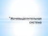 Мочевыделительная система