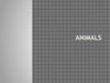 Animals