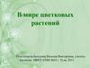 Цветковые растения
