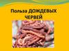 Польза дождевых червей