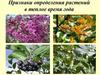 Признаки определения растений в теплое время года