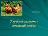 Изучение анатомии домашней птицы