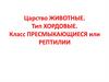 Царство животные. Тип хордовые. Класс пресмыкающиеся или рептилии