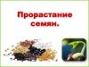 Прорастание семян