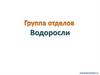 Группа отделов Водоросли