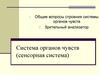 Система органов чувств (сенсорная система).  Зрительный анализатор