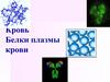 Кровь. Белки плазмы крови