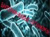 Бактерии. Формы бактериальной клетки. Строение клетки бактерии. Размножение бактерий