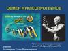 Обмен нуклеопротеинов