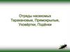Отряды насекомых: Таракановые, Прямокрылые, Уховертки, Подёнки