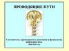 Проводящие пути: двигательные. Чувствительные