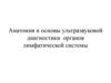 Анатомия и основы ультразвуковой диагностики органов лимфатической системы