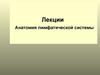 Анатомия лимфатической системы