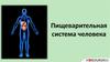 Пищеварительная система человека