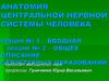 Анатомия центральной нервной системы человека. Лекция № 1