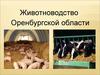 Животноводство Оренбургской области