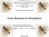 Отряд веерокрылые (strepsiptera)