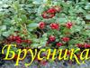 Брусника. Описание