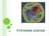 Строение клетки