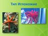 Тип Иглокожие