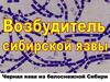 Черная язва из белоснежной Сибири. Сибирская язва. Лекция №1
