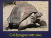 Galápagos tortoise