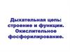 Дыхательная цепь: строение и функции. Окислительное фосфорилирование