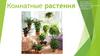 Комнатные растения