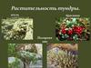 Растительность тундры