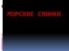Морские свинки
