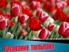 Рисование тюльпана