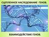 Сцепленное наследование генов. Взаимодействие генов