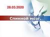 Спинной мозг