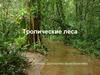 Тропические леса