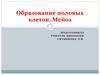 Образование половых клеток. Мейоз