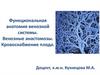 Функциональная анатомия венозной системы. Венозные анастомозы. Кровоснабжение плода