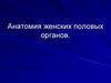 Анатомия женских половых органов