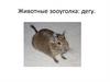 Животные зооуголка: дегу