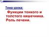 Функции тонкого и толстого кишечника. Роль печени