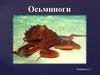 Осьминоги. Размеры осьминогов