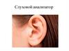 Слуховой анализатор