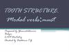 Tooth structure. Modal verbs:must